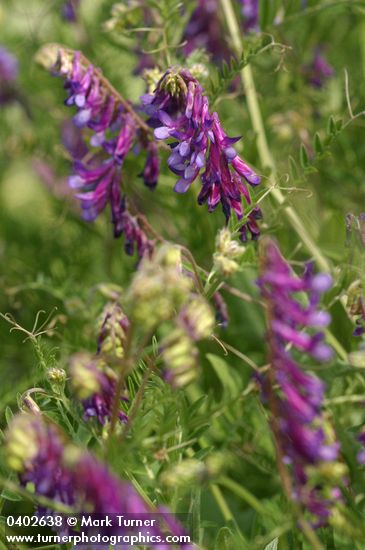Annual Cow Vetch blossoms & foliage