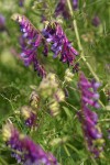 Annual Cow Vetch blossoms & foliage