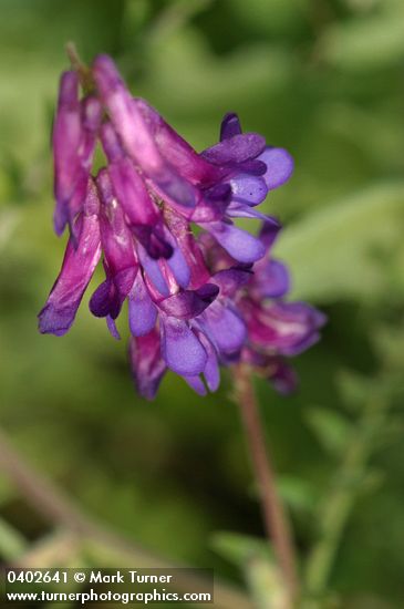Annual Cow Vetch blossoms detail