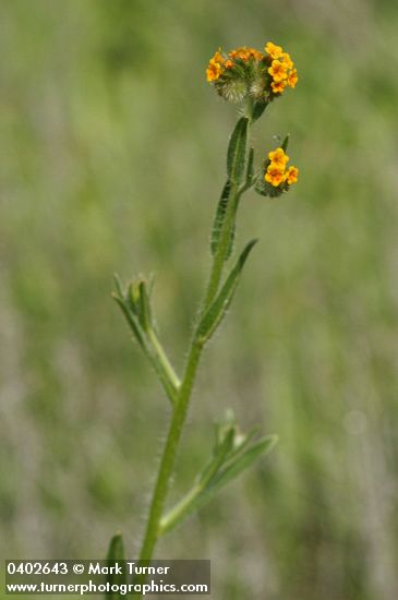 Rigid Fiddleneck blossoms & foliage