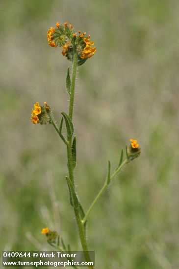 Rigid Fiddleneck blossoms & foliage