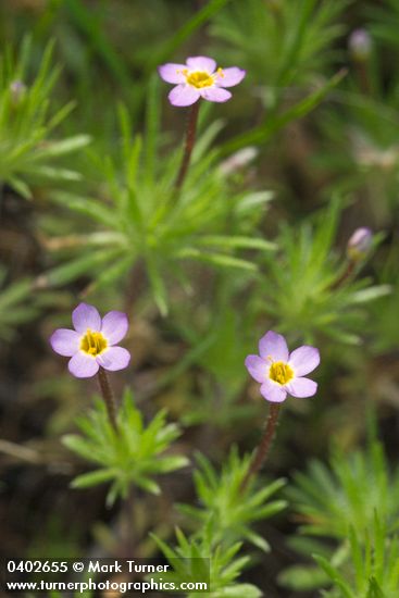 Baby Stars blossoms & foliage detail