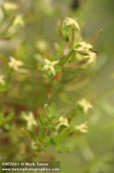 Graceful Bedstraw blossoms & foliage detail