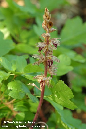 Striped Coralroot