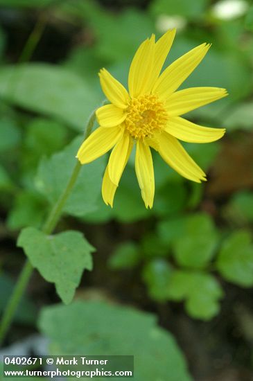 Heartleaf Arnica