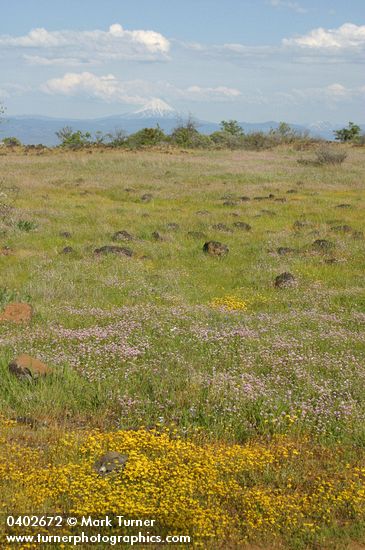 Patterned ground w/ Goldstars & Rosy Plectritis on Lower Table Rock w/ Mt. McLoughlin bkgnd