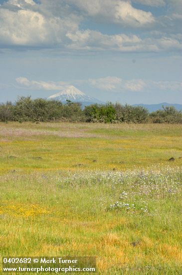 Patterned ground w/ Goldstars & Rosy Plectritis on Lower Table Rock w/ Mt. McLoughlin bkgnd