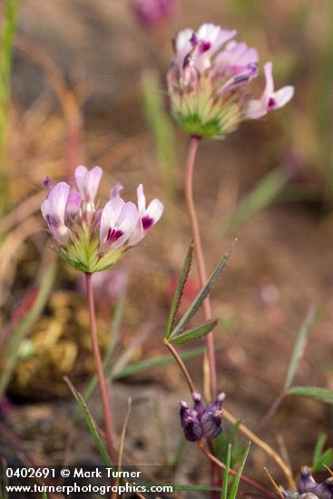 White-topped Clover