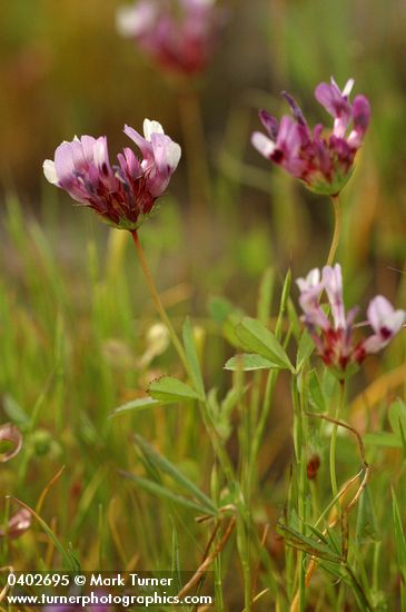 White-topped Clover