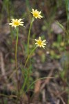 Cut-leaf Microseris blossoms