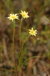 Cut-leaf Microseris blossoms