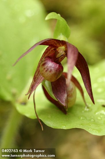 Clustered Lady's-slipper blossoms detail