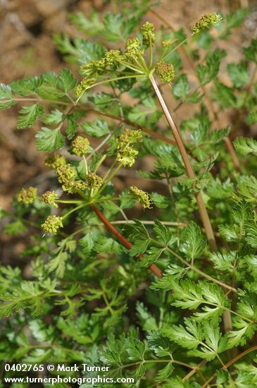 California licorice-root