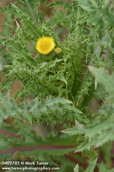 Canada lettuce blossom & foliage
