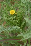Canada lettuce blossom & foliage