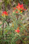 Wavy-leaved Indian Paintbrush