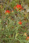 Wavy-leaved Indian Paintbrush