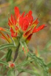 Wavy-leaved Indian Paintbrush bracts & blossoms detail