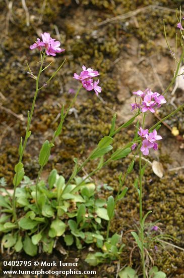 Waldo Rockcress