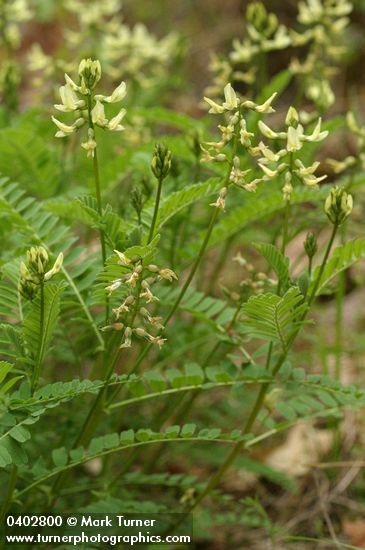 Bald Mountain Milkvetch
