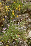 Moist cliff natural rock garden w/ Rosy Plectritis, Common Monkeyflower, Marshall's Saxifrage