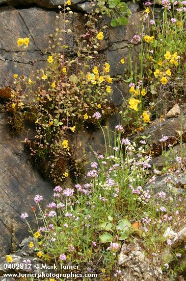 Moist cliff natural rock garden w/ Rosy Plectritis, Common Monkeyflower, Marshall's Saxifrage