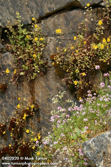Moist cliff natural rock garden w/ Rosy Plectritis, Common Monkeyflower, Marshall's Saxifrage