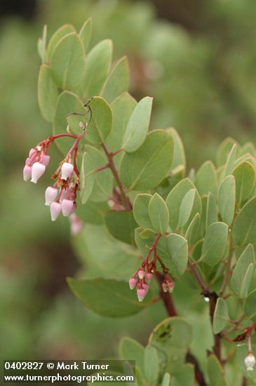 Whiteleaf Manzanita blossoms & foliage detail
