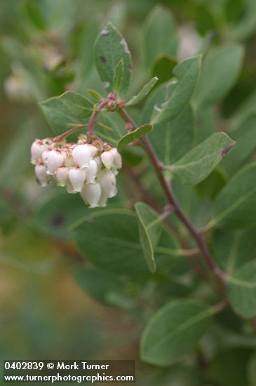 Hoary Manzanita blossoms & foliage detail
