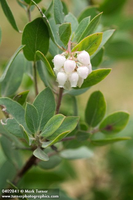 Hoary Manzanita blossoms & foliage detail