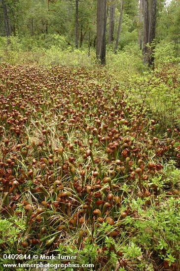 California Pitcher Plant fen