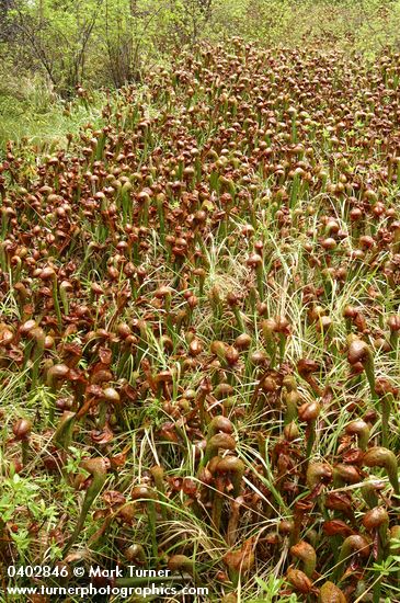 California Pitcher Plant fen