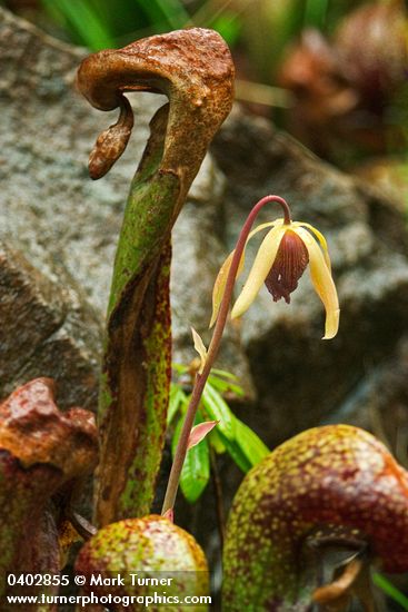California Pitcher Plant blossom & foliage detail