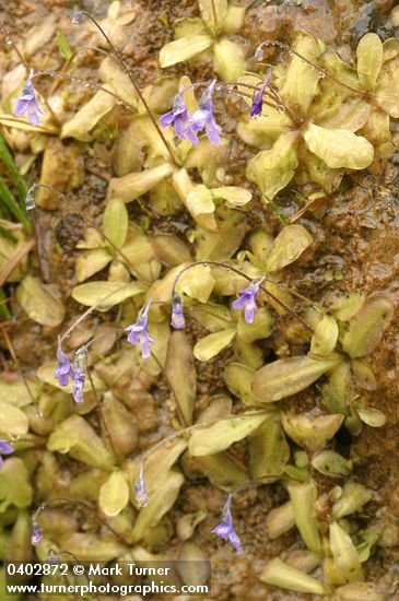 Common Butterwort