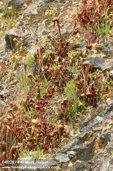 Common Butterwort & California Pitcher Plant on moist serpentine cliff