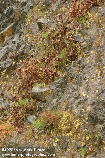 Common Butterwort & California Pitcher Plant on moist serpentine cliff