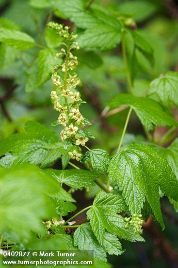 Stink Currant blossoms & foliage