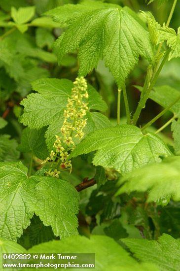 Stink Currant blossoms & foliage