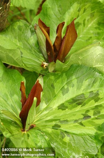 Giant Purple Wakerobin blossoms & foliage detail