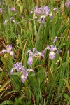 Douglas's Iris