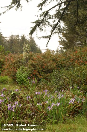 Douglas's Iris under Sitka Spruce w/ beach bkgnd