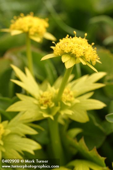 Footsteps of Spring blossoms & foliage detail