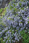 Blueblossom Ceanothus