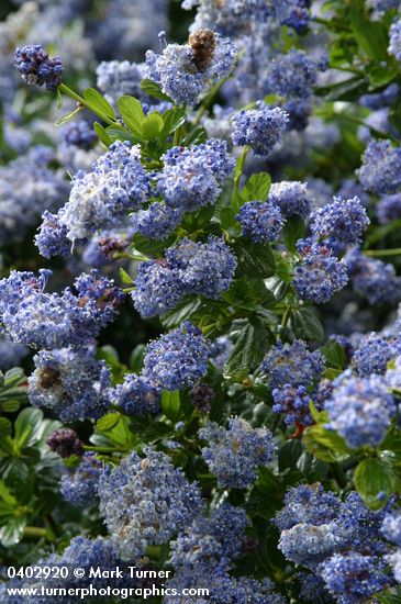 Blueblossom Ceanothus
