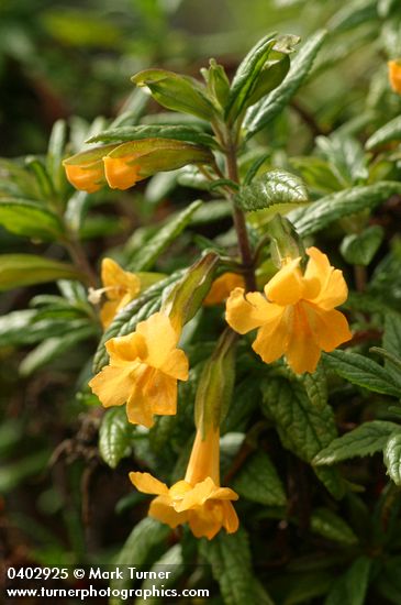 Orange Bush Monkeyflower