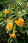 Orange Bush Monkeyflower