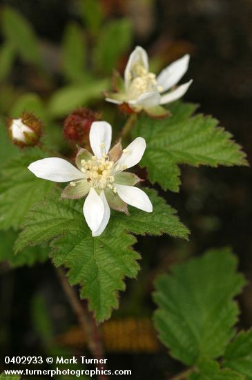Trailing Blackberry blossoms & foliage detail