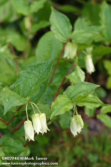 Fairy Lanterns blossoms & foliage