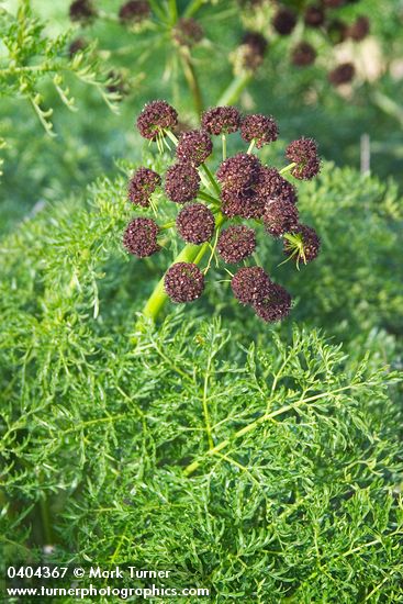 Chocolate-tips (Fern-leaved Lomatium) blossoms & foliage