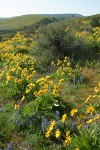 Arrow-leaved Balsamroot w/ Pacific Lupines among Bitterbrush on hillside